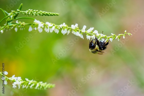 Selective focus shot of a honeybee pollinating a white flower