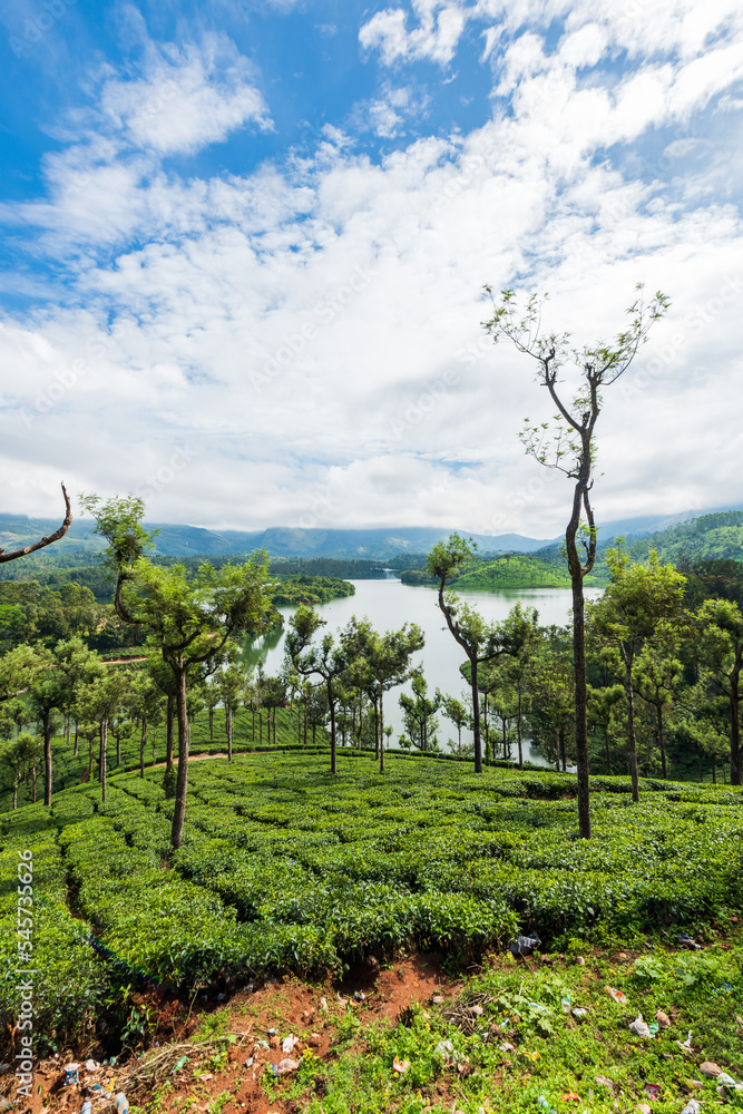 Obraz premium landscape with trees