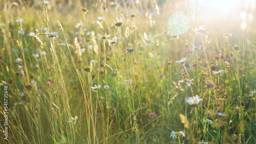 A shot of beautiful wildflowers in the meadow at sunset light 