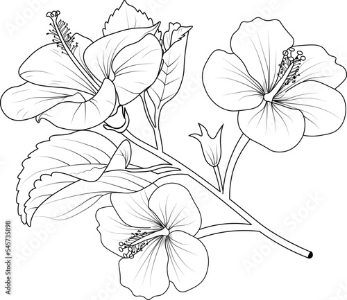 Hand-drawn hibiscus flower bouquet vector sketch illustration engraved ink art botanical leaf branch collection isolated on white background coloring page and books.
