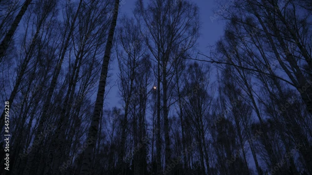 Walking through a birch forest in a evening twilight Walking through a birch forest in a evening twilight