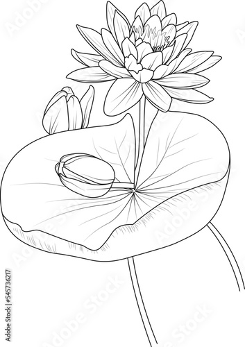 Isolated lotus flower hand drawn vector sketch illustration, botanic collection branch of leaf buds natural collection coloring page floral bouquets engraved ink art.
