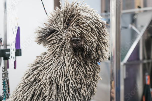 Perro de aguas en la peluquería