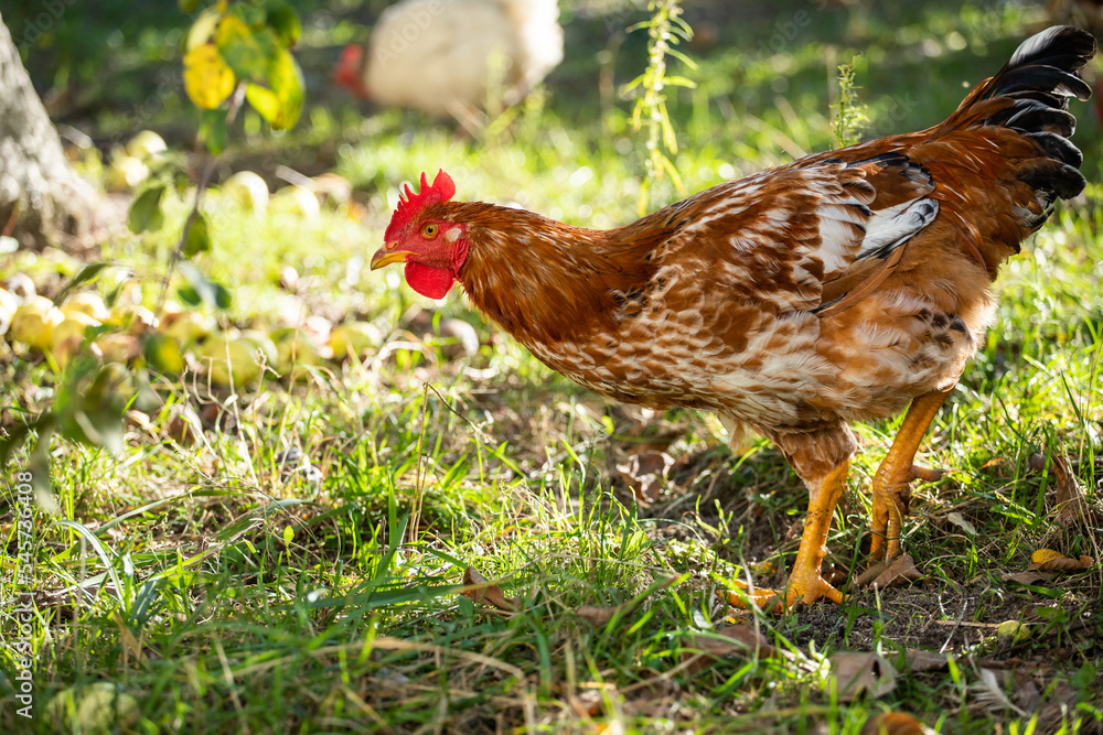 Fototapeta premium Domestic chicken eats grass. Rooster with red feathers. Home poultry farm in natural conditions.