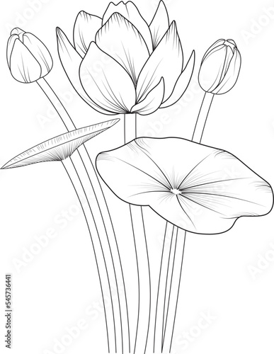 Isolated lotus flower hand drawn vector outline sketch illustration, botanic collection branch of leaf buds natural coloring page floral bouquets engraved ink art on white background.