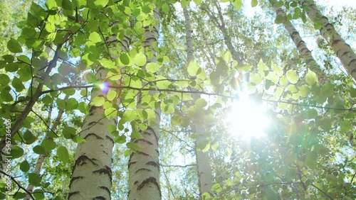 Birch forest in a morning light 