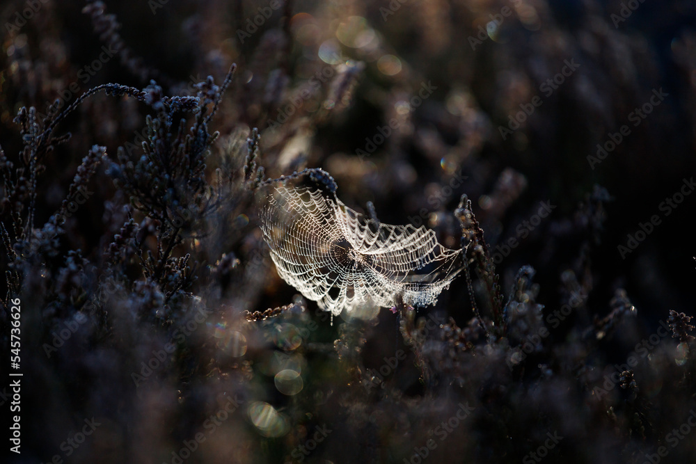 Cobweb in the grass under sunlight on a dark background Cobweb in the grass under sunlight on a dark background