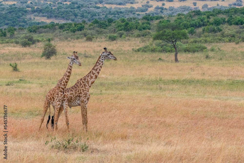 Obraz premium Couple of giraffes walking in the field