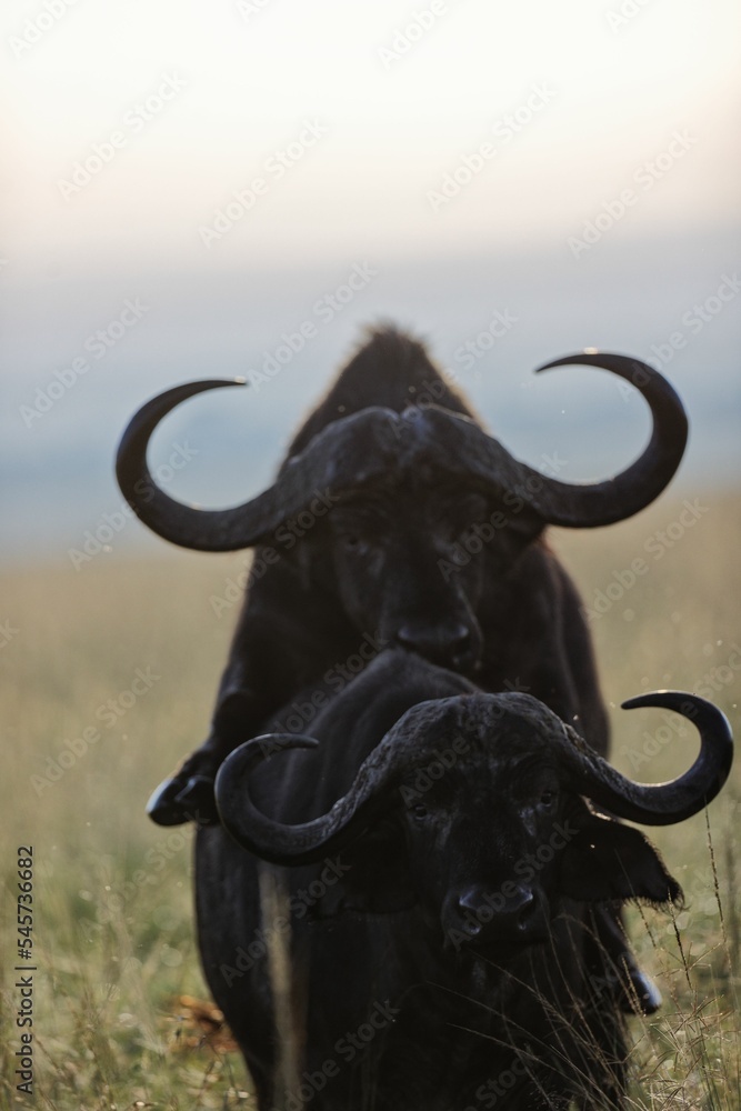 Naklejka premium Vertical shot of African buffalos mating