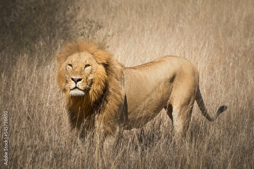 Fotobehang Graceful lion in the field of savanna