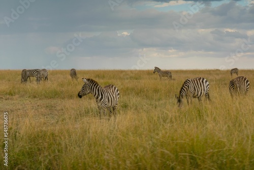 Zebras grazing in the field of savanna