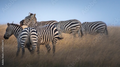 Zebras grazing in the field of savanna