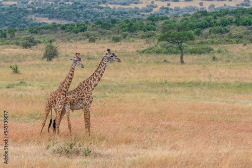 Couple of giraffes walking in the field