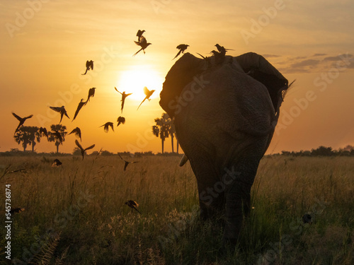 Photography Elephant in the sunrise
