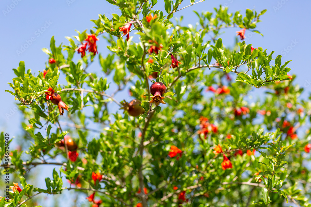 Pomegranate bush already bears many pomegranates.