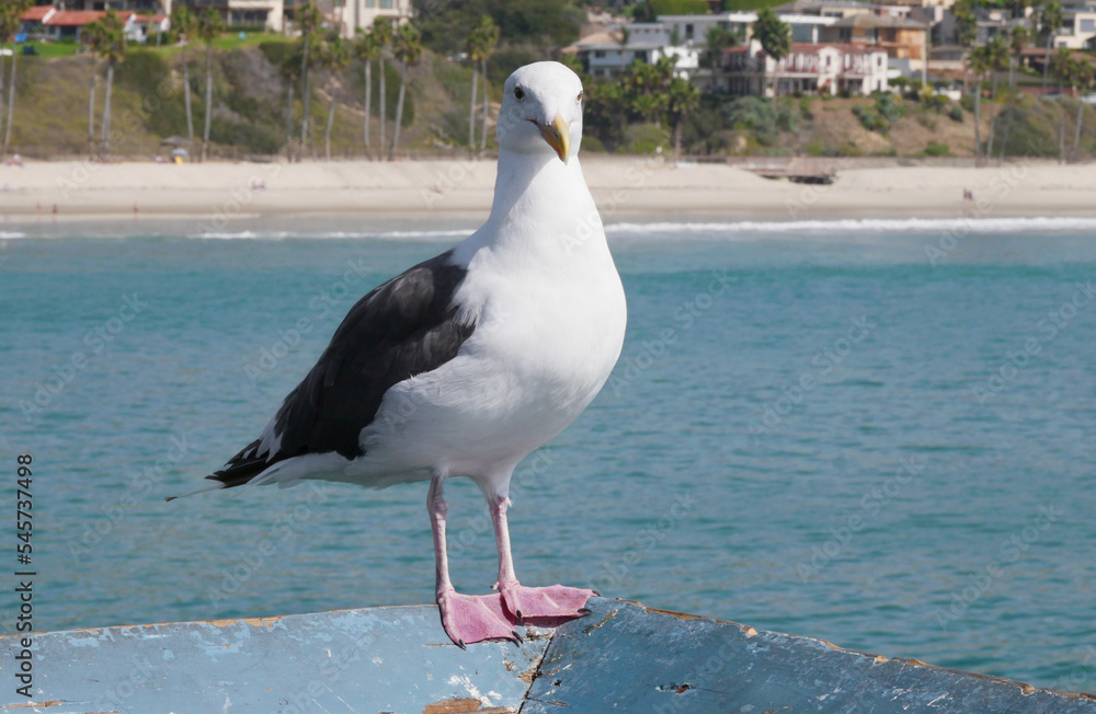 Fototapeta premium Seagull on the San Clemente Pier in Orange County, California, USA