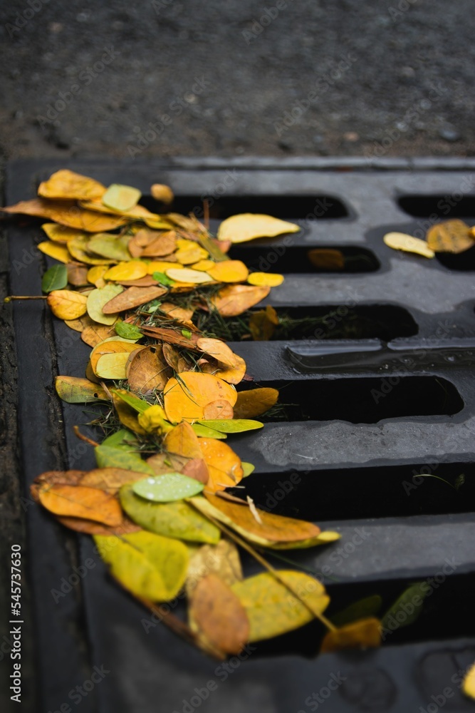 Vertical closeup shot of colorful fallen leaves