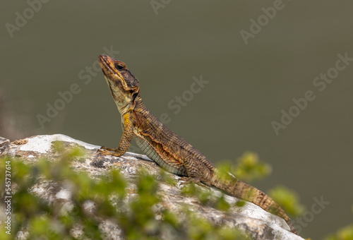 Cordylus lizard photo