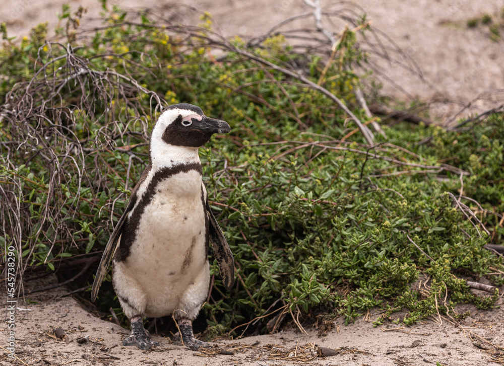 Fototapeta premium African penguin