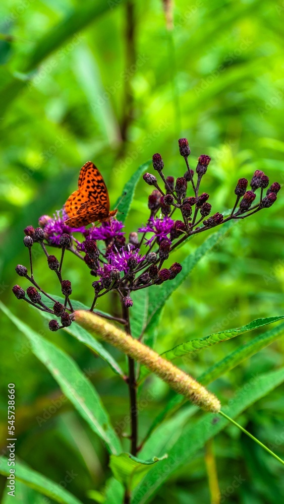 Selective of a monarch (Danaus plexippus) on a purple flower Selective of a monarch (Danaus plexippus) on a purple flower