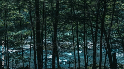 Silhouette of tree stems by the river