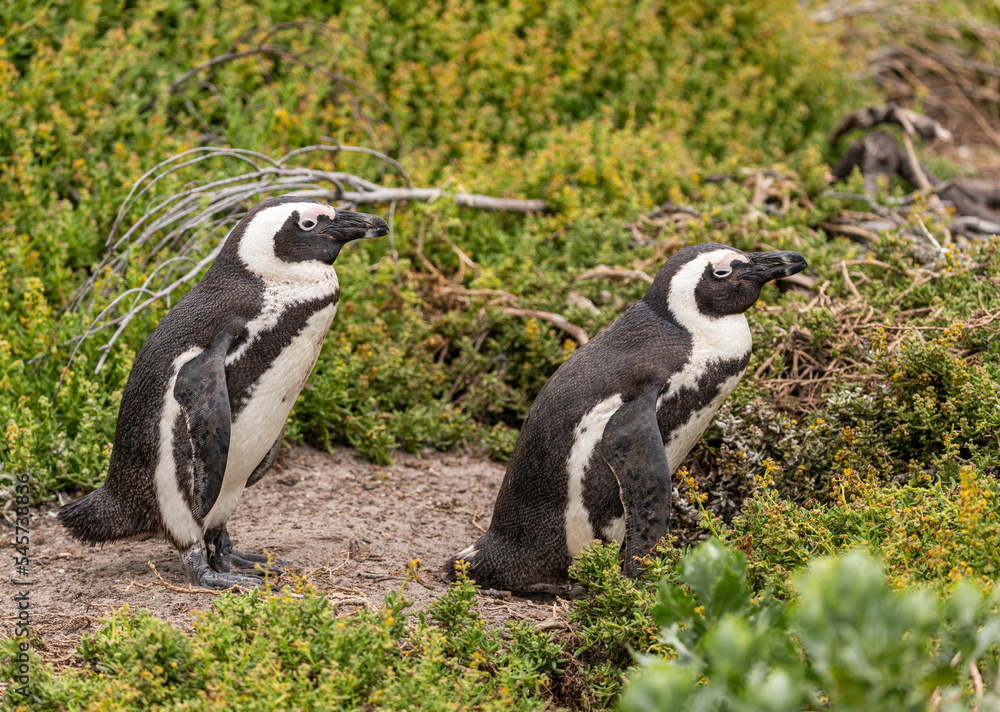 Obraz premium African penguin