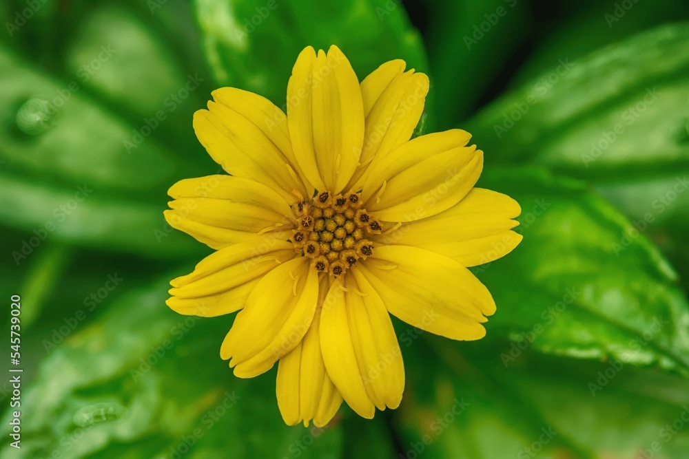 Closeup of a yellow wedelia flower. Closeup of a yellow wedelia flower.
