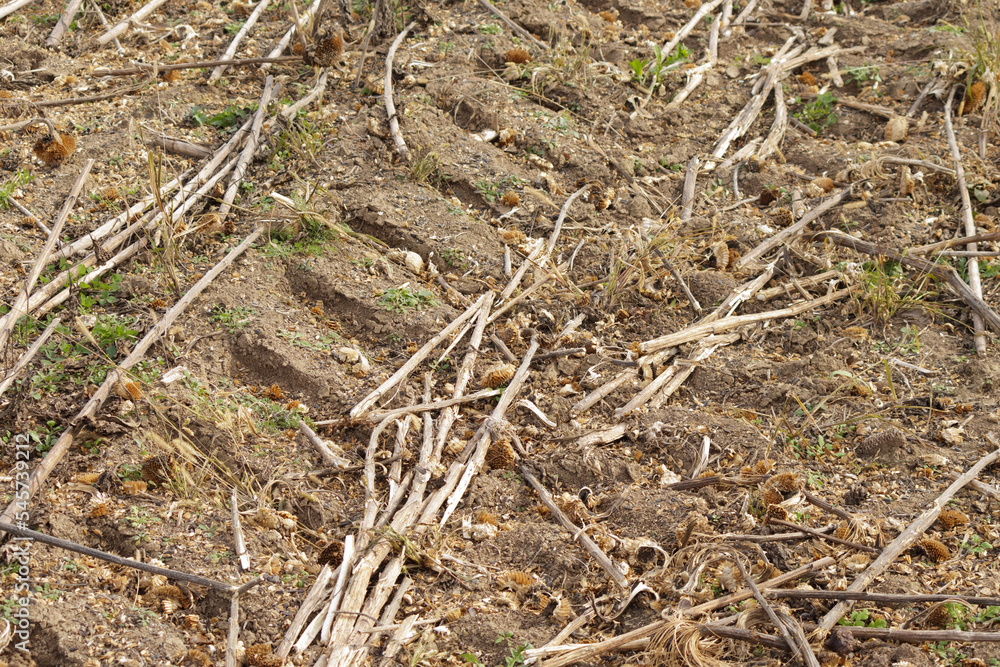Crop losses sunflower harvest in field. Sunflower field. Harvest time in farm.