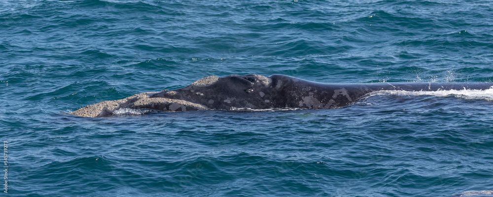 Southern Right whale Southern Right whale