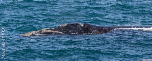 Southern Right whale © David