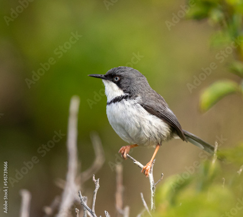 bar-throated apalis
