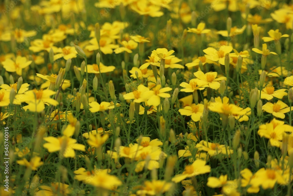 Closeup shot of blooming yellow wild daisies on a field Closeup shot of blooming yellow wild daisies on a field