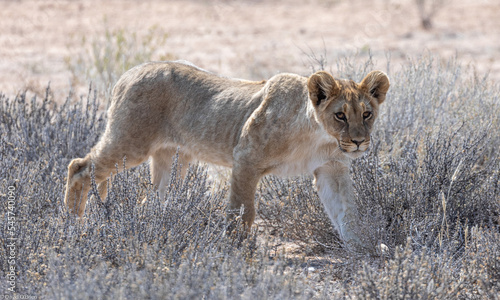 Lion cubs