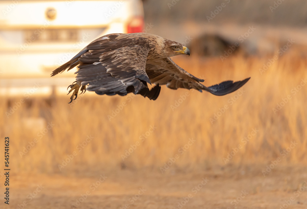 Fototapeta premium Tawny Eagle