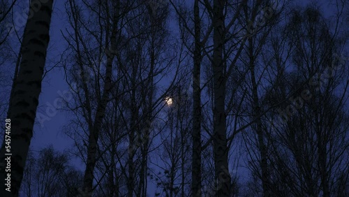 Walking through a birch forest in a evening twilight