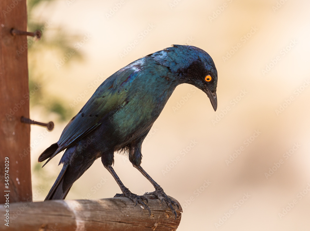 Naklejka premium Cape glossy starling
