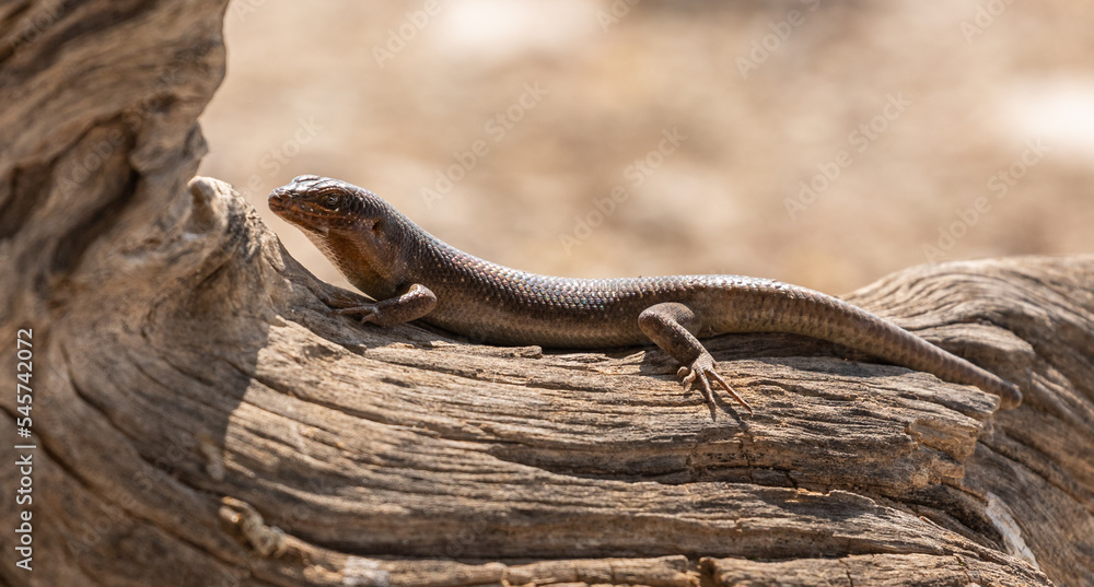Fototapeta premium Karasburg Tree Skink
