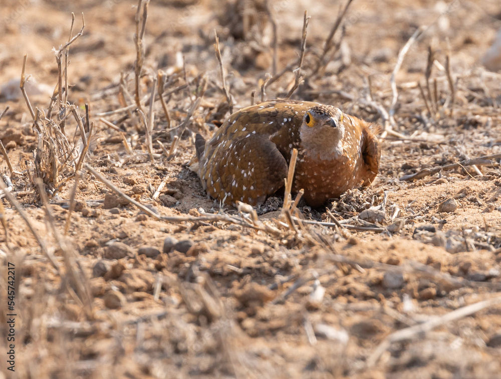sand grouse sand grouse