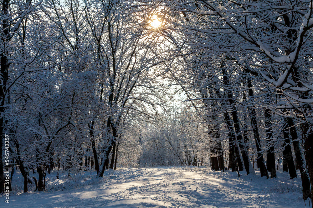 Alley between rows of trees on a sunny winter day, oaks after a snowfall, shadows of trees on the snow. Clear blue sky on a frosty day. The sun's rays gleam through the trees. Alley between rows of trees on a sunny winter day, oaks after a snowfall, shadows of trees on the snow. Clear blue sky on a frosty day. The sun's rays gleam through the trees.