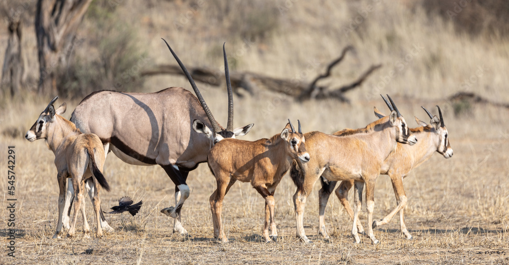 Oryx calves Oryx calves
