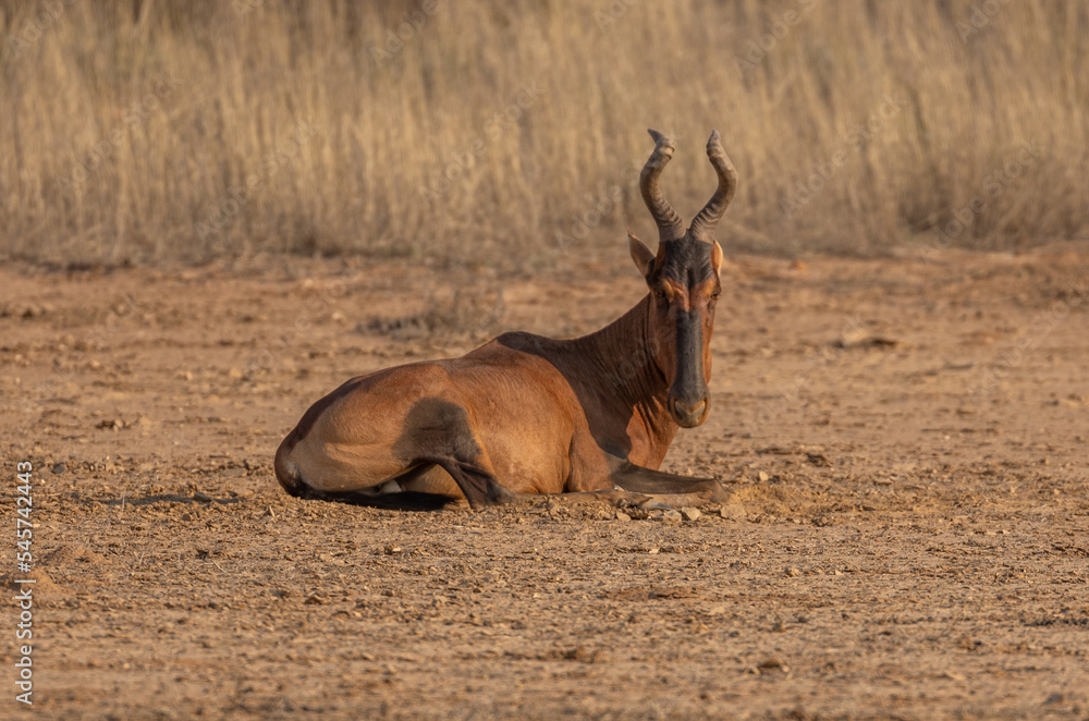 Fototapeta premium hartebeest