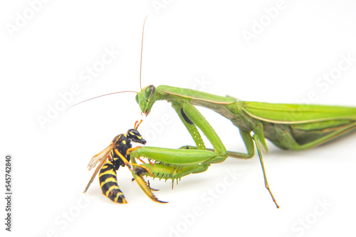 Foto praying mantis is fighting a wasp close-up on a white background