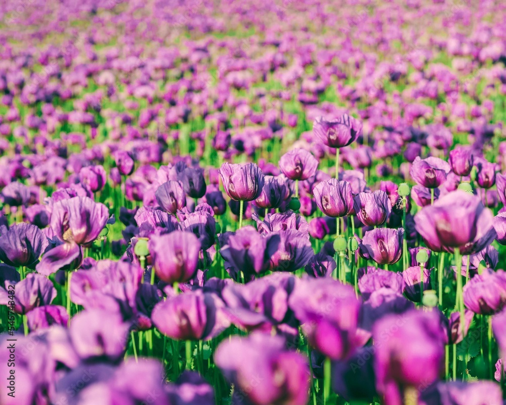 Naklejka premium The Landscape of beautiful purple tulip fields on Spring