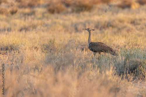 kori bustard photo