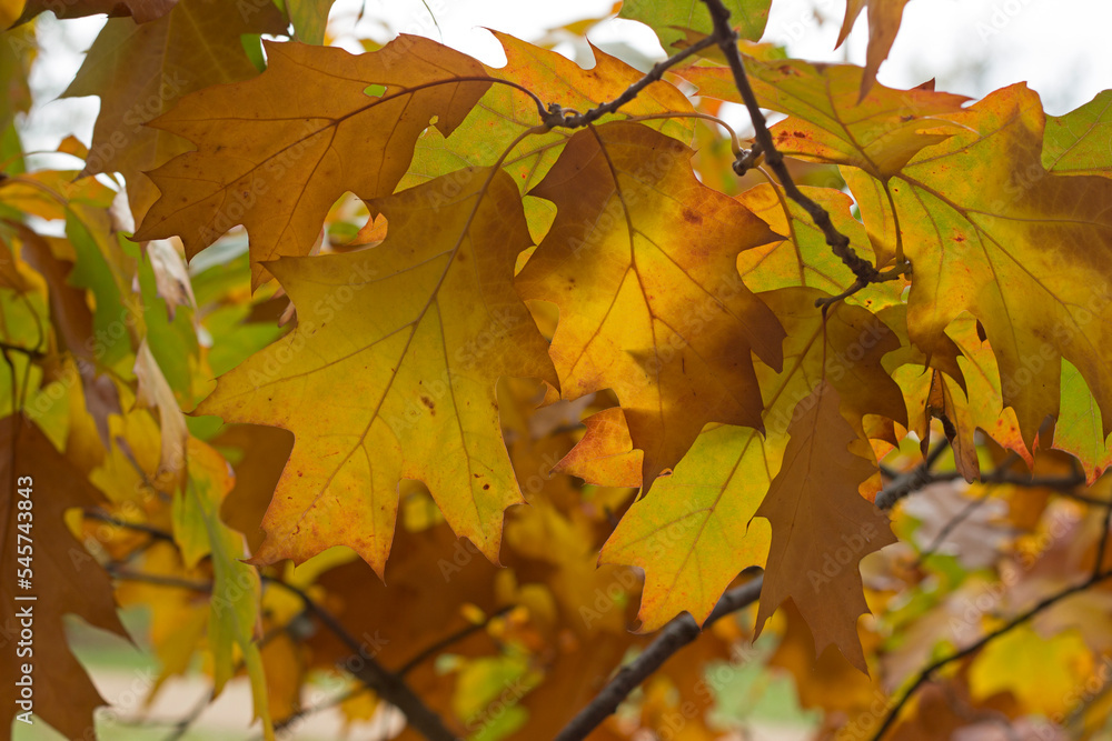 Backlit red oak leaves in the fall Backlit red oak leaves in the fall