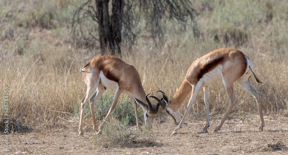 Naklejka premium springbok