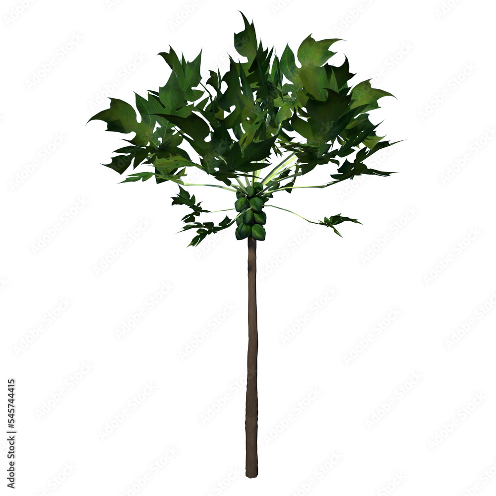 Front view of Plant ( Carica papaya 1) Tree png Front view of Plant ( Carica papaya 1) Tree png