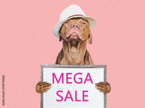 Cute puppy and sign with inscription about sale. Closeup, indoors. Day light, studio shot. isolated background. Preparing for sales