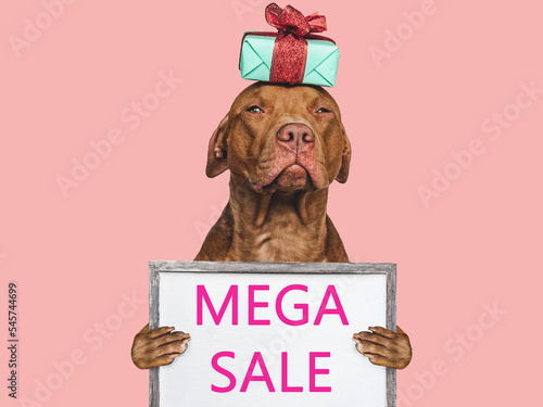 Cute puppy and sign with inscription about sale. Closeup, indoors. Day light, studio shot. isolated background. Preparing for sales