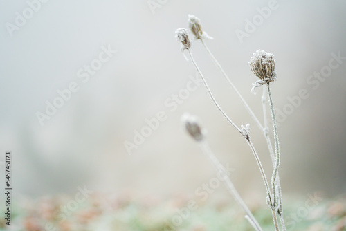 Close-up of frost covered wild carrot on a winter field with blurred background. Stalk of dry daucus carota flower, negative space.